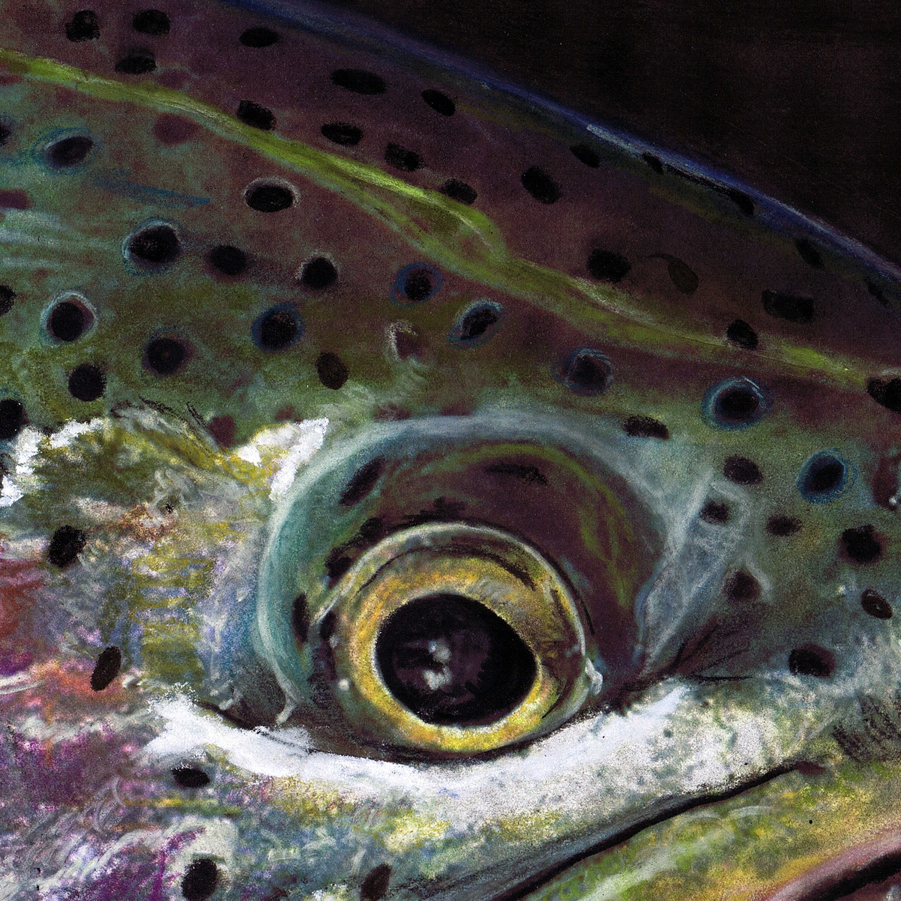 Rainbow Trout Art Fly Fishing Wall Art Print Hand Signed Etsy