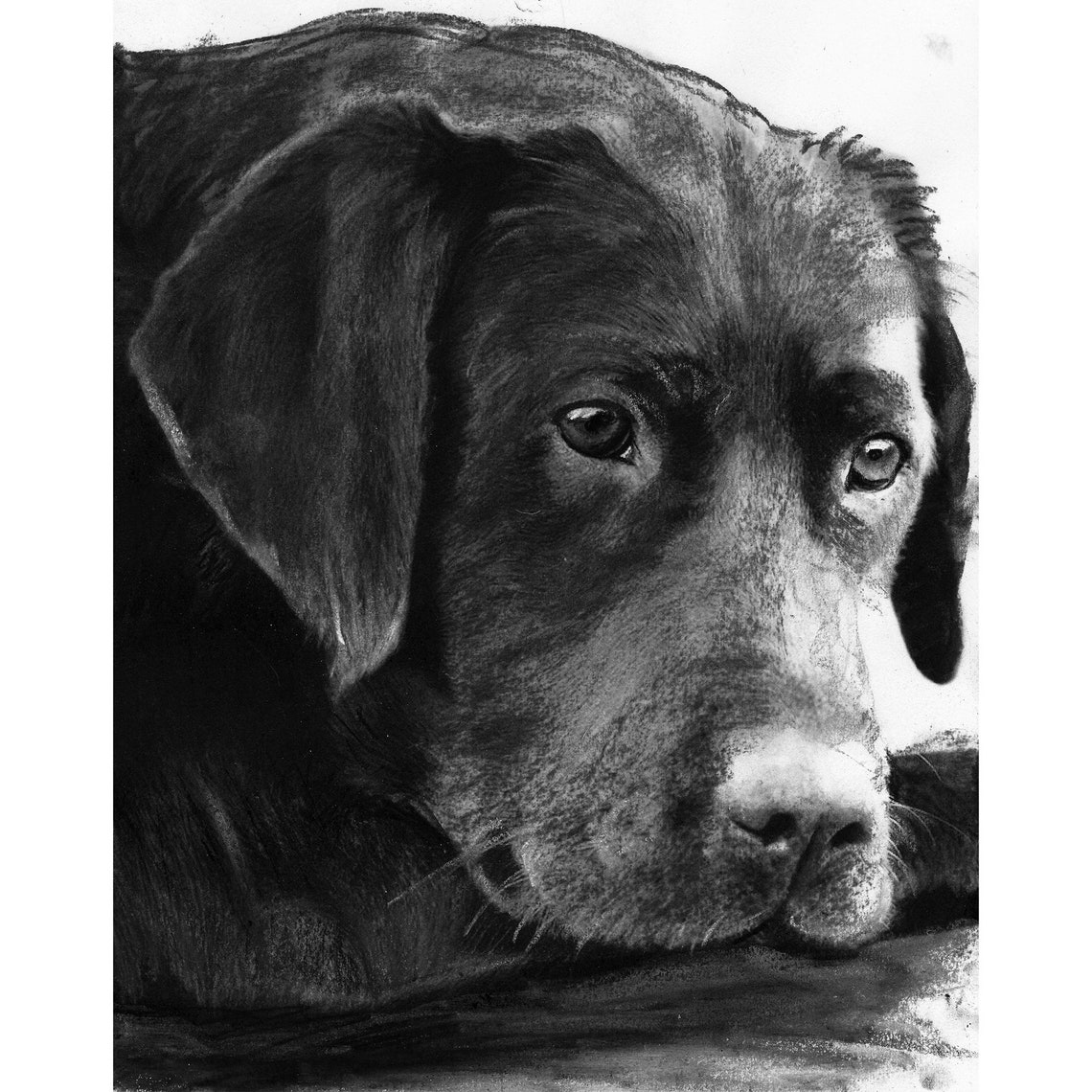 Custom Charcoal Pet Portrait Handdrawn From Your Photo Etsy