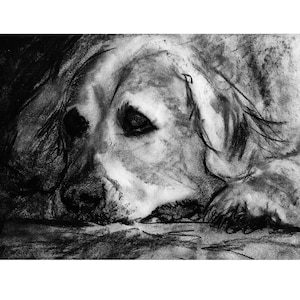 Golden Retriever Art Print Charcoal Drawing Black White Dog Art, Dog Memorial, Gift for Dog Owners Picture Gift Hand-Signed A4 A3 8x10 11x14
