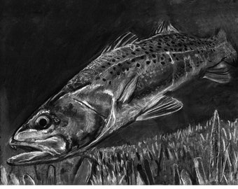 Spotted Speckled Sea Trout Fishing Art Print, Charcoal Saltwater Fishing Wall Art Decor, Hand Signed Gift  by Jack Tarpon Fisherman 11x14 ..