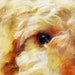 Cockapoo Dog Owner Gift, Abstract Painting Wall Art Print Signed by ...