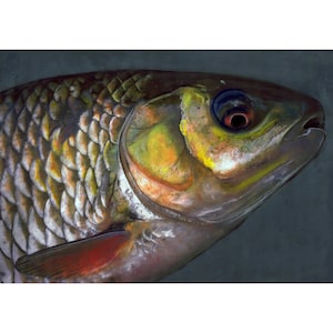 Può includere: Primo piano di una testa di pesce con squame e pinne dettagliate. Il pesce ha un occhio giallo e verde, con un'iride rossa. Le squame sono un mix di oro, bianco e marrone. La pinna è rossa. Lo sfondo è grigio scuro.