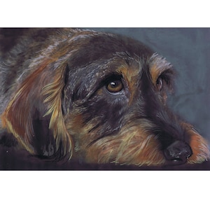 May include: A close-up portrait of a brown and black wirehaired dachshund with sad eyes looking off to the side. The dog's fur is textured and the background is a muted blue.
