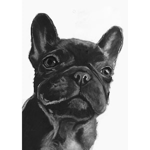Black French Bulldog Art Print, Black Frenchie Dog Wall Art, French Bull Dog Memorial, Charcoal Dog Drawing Picture Gift Choice of Sizes