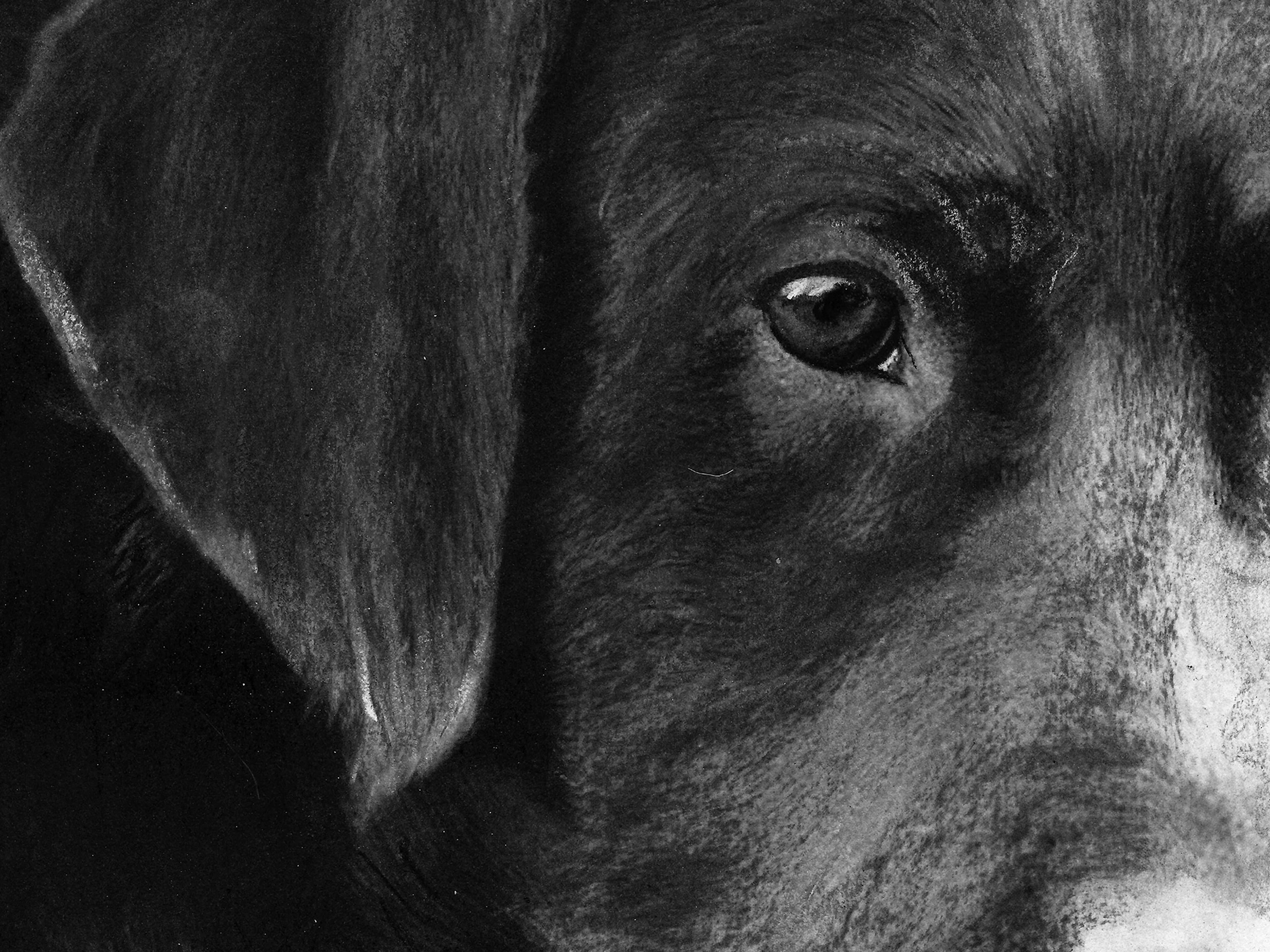 Black Lab Charcoal Drawing Print Labrador Retriever Wall Art Etsy UK