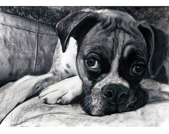 Boxer Dog Charcoal Drawing Print Black White Resting Dog Art, Dog Memorial, Gift for Dog Mum Picture Gift Signed A4 A3 8x10 11x14