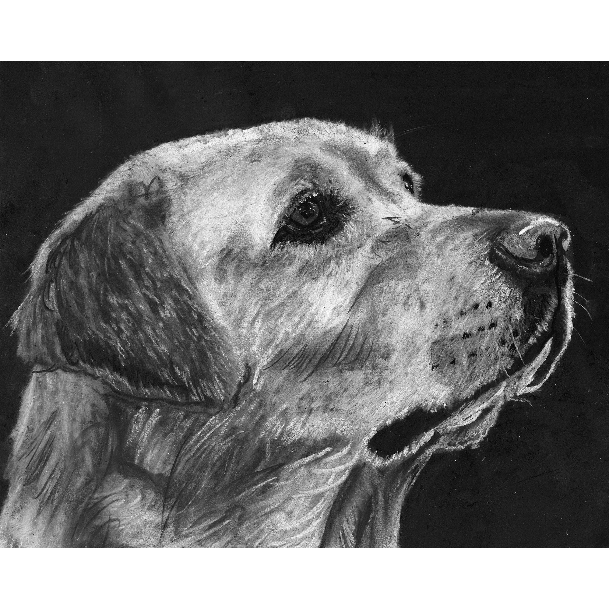 Custom Charcoal Pet Portrait Handdrawn From Your Photo Etsy
