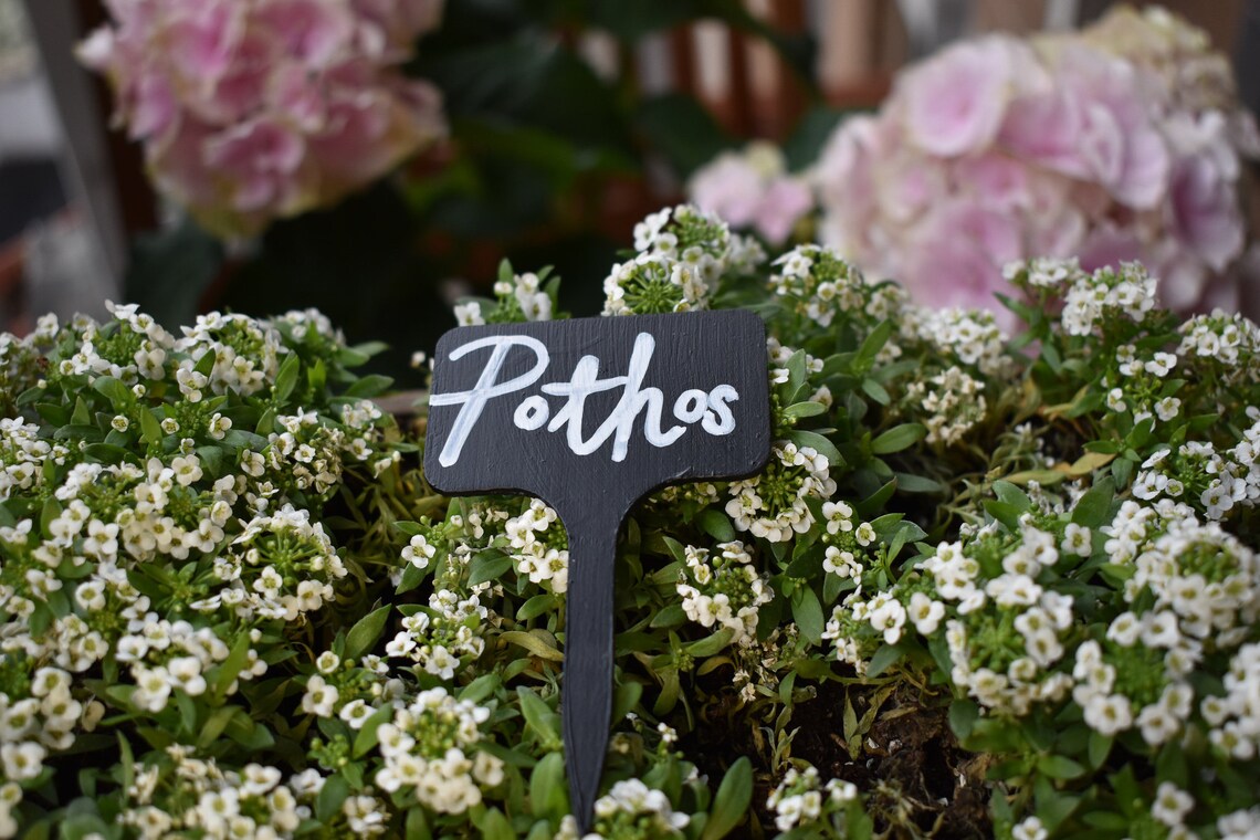 Chalkboard Painted Plant Markers for Assorted Houseplants Etsy