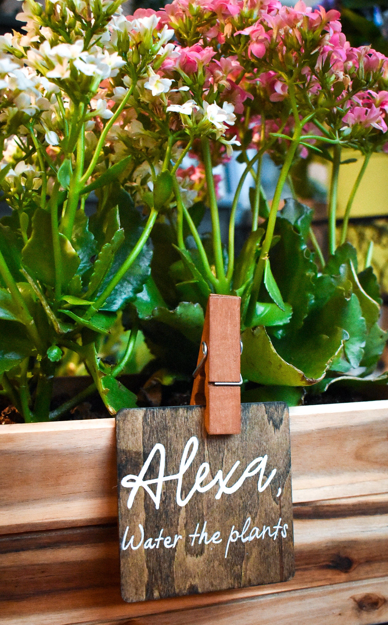 Alexa Im Garten Nutzen Alexa Water the Plants Lustige Pflanzenschilder für Garten | Etsy