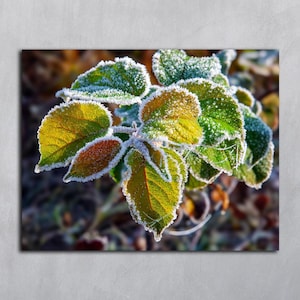 May include: A cluster of vibrant green and yellow leaves covered in a delicate layer of white frost. The edges of the foliage are outlined with crystalline ice, highlighting the serrated leaf margins and the natural veins on the surface.