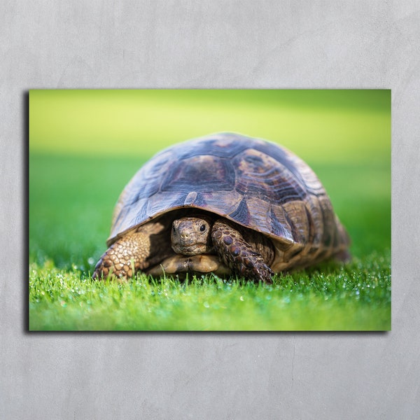 Cute turtle art photography Tortoise digital download print Green lawn wallpaper background Tortoise art Peeking tortoise Turtle photo print