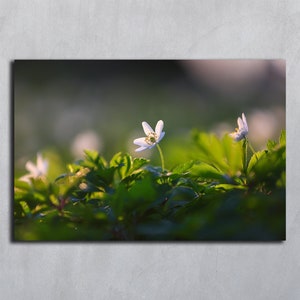 Blumenfoto horizontales Poster, Anemonenblumendruck, digitaler Download, Frühlingsfotografie, Waldblumendruck, Postkarte herunterladbar