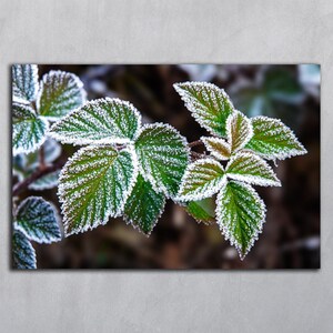 May include: A cluster of vibrant green leaves with serrated edges, each delicately outlined and coated in a layer of white frost. The foliage displays a natural texture with visible veins, contrasting against the crisp, icy crystalline edges.