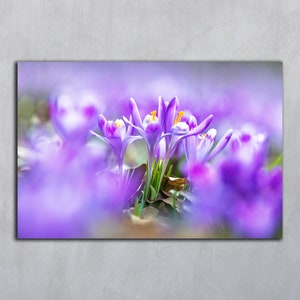 Krokus Blume Fotografie, Sommer Blumendruck, Blume digitaler Download Garten bedruckbar, Foto-Postkarten, lila Krokus, botanische Wandkunst