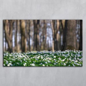 Fotografia panoramica, stampa di fiori di anemone, download digitale, foto primaverile, sfondi di fiori di bosco, poster stampabile orizzontale