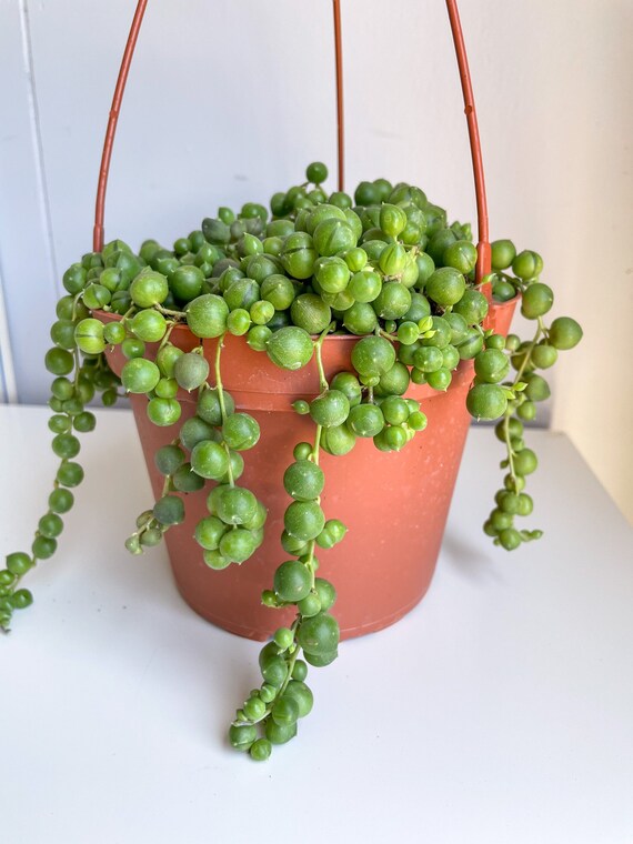 String of Pearls Plant 6 Inch Hanging Pot Live Succulent Etsy