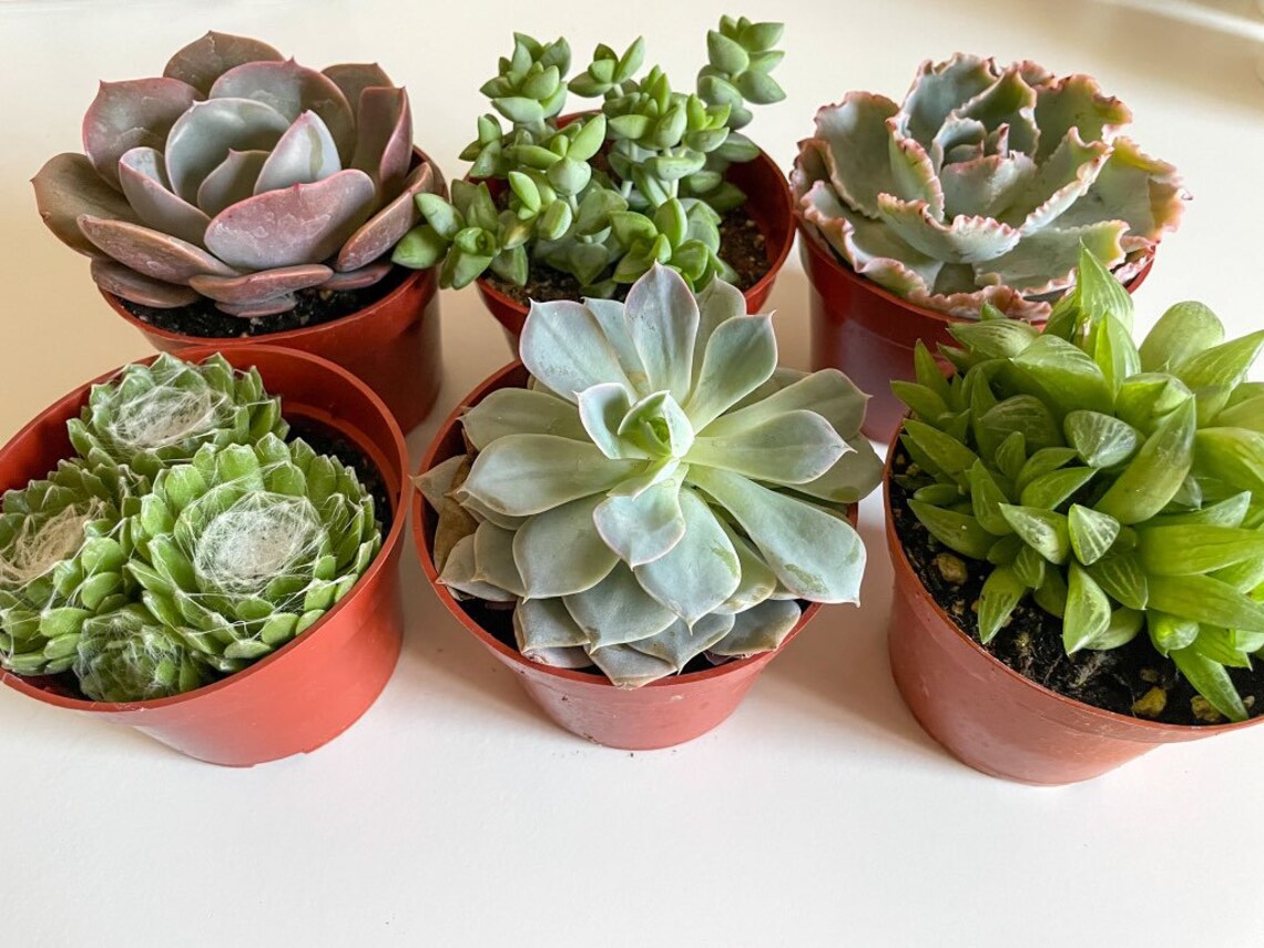 4 inch Succulent Plants Assorted Pack Live Succulents Etsy