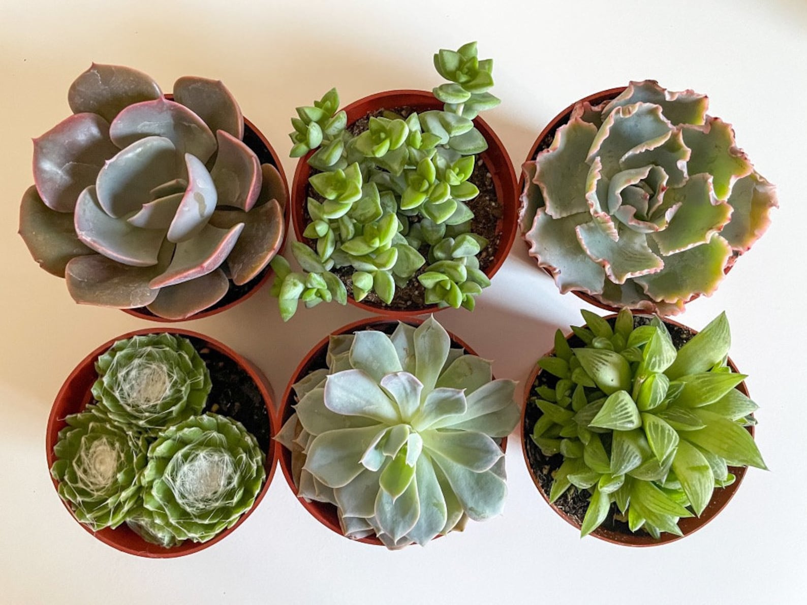 4 inch Succulent Plants Assorted Pack Live Succulents Etsy