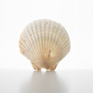 May include: A white seashell with a ribbed texture and a slightly off-white color. The shell is sitting on a white surface.
