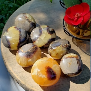 Natürlicher Septarischer Palmenstein, Septarier