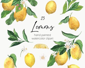 May include: Watercolor illustration of 23 lemons, lemon slices, and lemon blossoms. The illustration is hand-painted and includes the text "23 Lemons" and "hand painted watercolor clipart".