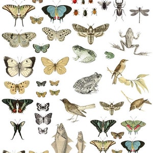 Puede incluir: Ilustraci&oacute;n de estilo vintage con una variedad de insectos, mariposas, peces y aves. La imagen muestra dibujos detallados de lib&eacute;lulas, escarabajos, polillas y mariposas en varios colores y patrones. Tambi&eacute;n se incluyen ranas y peces.