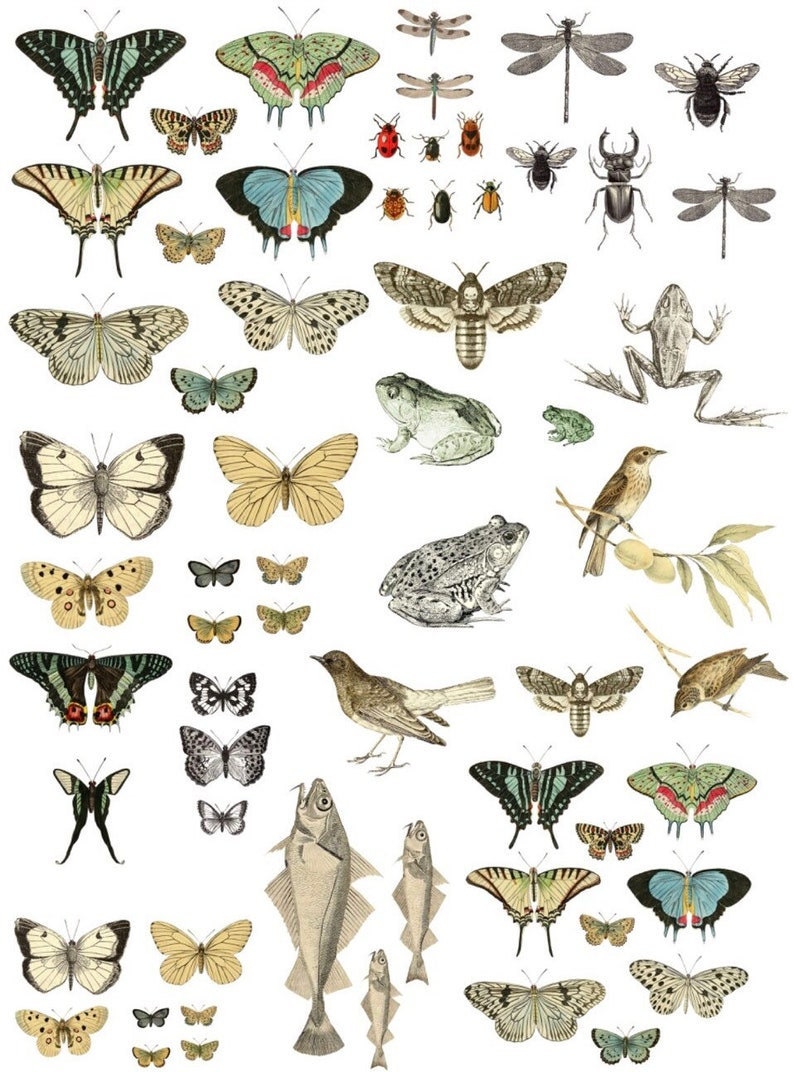 Puede incluir: Ilustraci&oacute;n de estilo vintage con una variedad de insectos, mariposas, peces y aves. La imagen muestra dibujos detallados de lib&eacute;lulas, escarabajos, polillas y mariposas en varios colores y patrones. Tambi&eacute;n se incluyen ranas y peces.