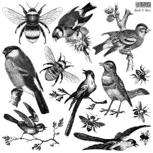 May include: A collection of black and white illustrations featuring various birds and bees. The detailed drawings include multiple species of birds perched on branches or in flight, interspersed with several bumblebees and honeybees. Text reads Iron Orchid Designs Birds & Bees.