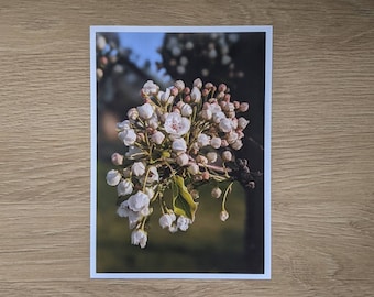 Apple Blossoms Photography Print, 5"x7" and 8"x10" Spring Photograph, Plant Lover Gift, Home Décor Wall Art, Macro Photography, Pastel Décor