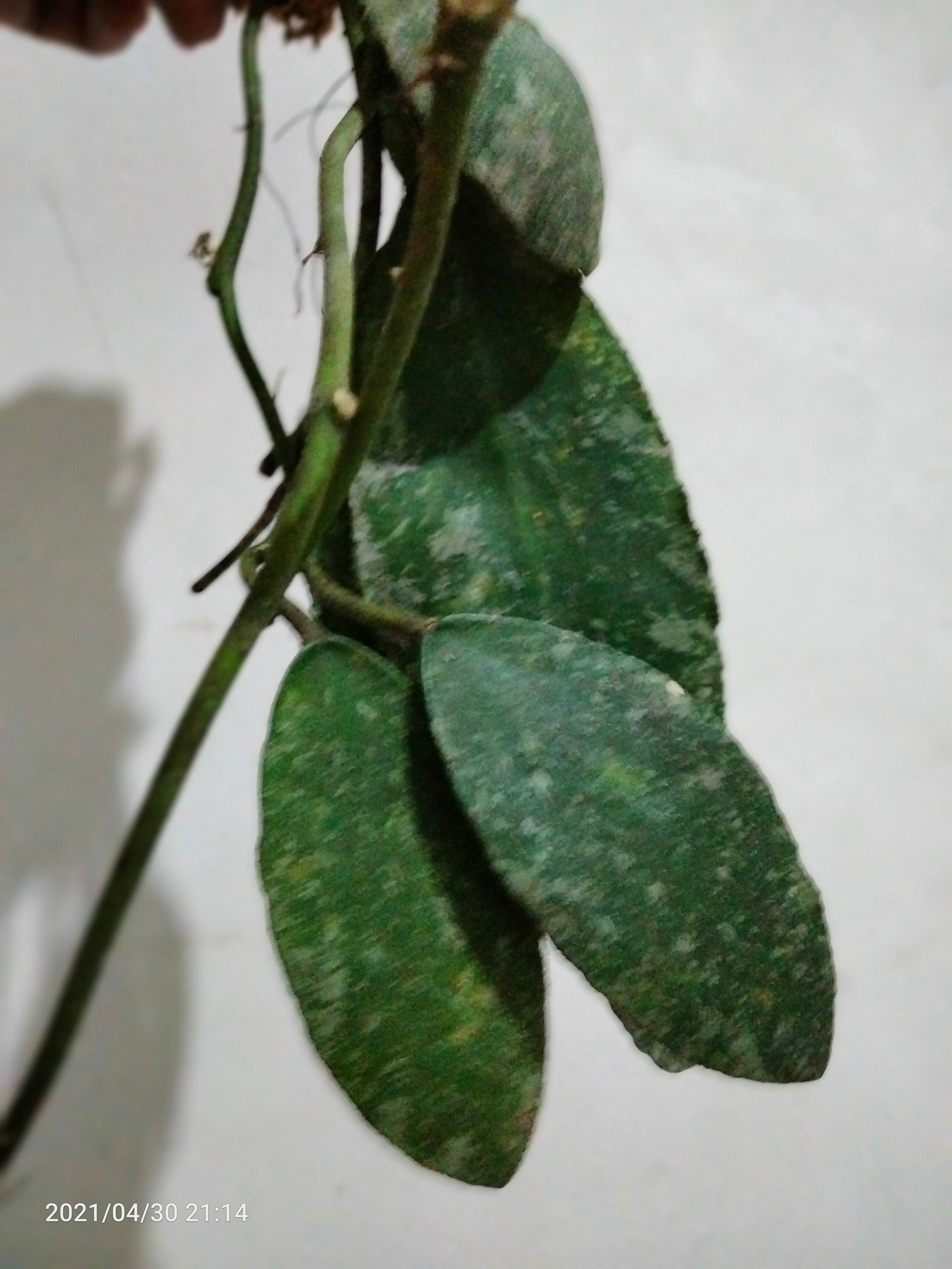Plant Rare Hoya Waymaniae Splash Sp Borneo Real picture Rare | Etsy