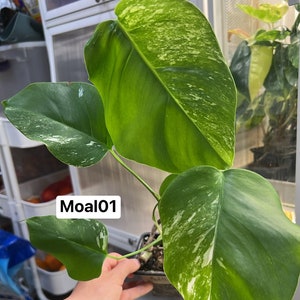 Monstera Albo Borsigiana Rooted and Actively Growing US Seller Moal01 image 1