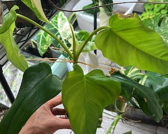 Variegated Philodendron Domesticum  (Rooted and Actively Growing) (US Seller) +P.Domesticum00040