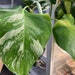 see more listings in the Monstera Albo section