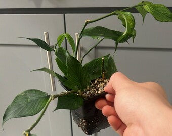 Hoya Polyneura (Fish Tail Hoya) (Rooted and Actively Growing) (US Seller) ~(Hp02)