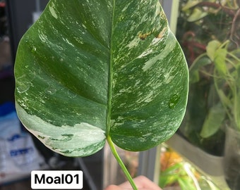 Monstera Albo Borsigiana mid cutting (rooted and sprouting) (US Seller) (#MoAl01)