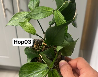Hoya Polyneura (Fish Tail Hoya) (Rooted and Actively Growing) (US Seller) ~(Hp03)