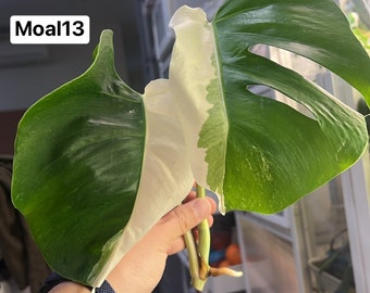 Monstera Albo Borsigiana Rooted and Actively Growing  (US Seller) (@MoAl13)
