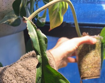 Philodendron Joepii (Non Tissue) (Rooted and Actively Growing) (US Seller)