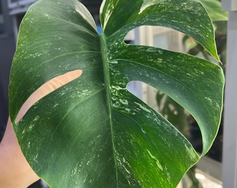 Monstera Albo Borsigiana mid cutting (rooted and sprouting) (US Seller) (@MoAl02)