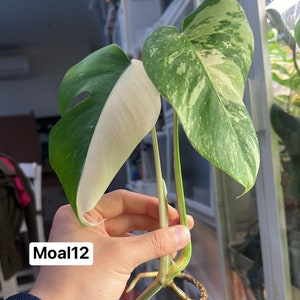 Monstera Albo Borsigiana Rooted and Actively Growing  (US Seller) (@MoAl12)