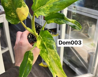 Variegated Philodendron Domesticum  (Rooted and Actively Growing) (US Seller) -Dom003