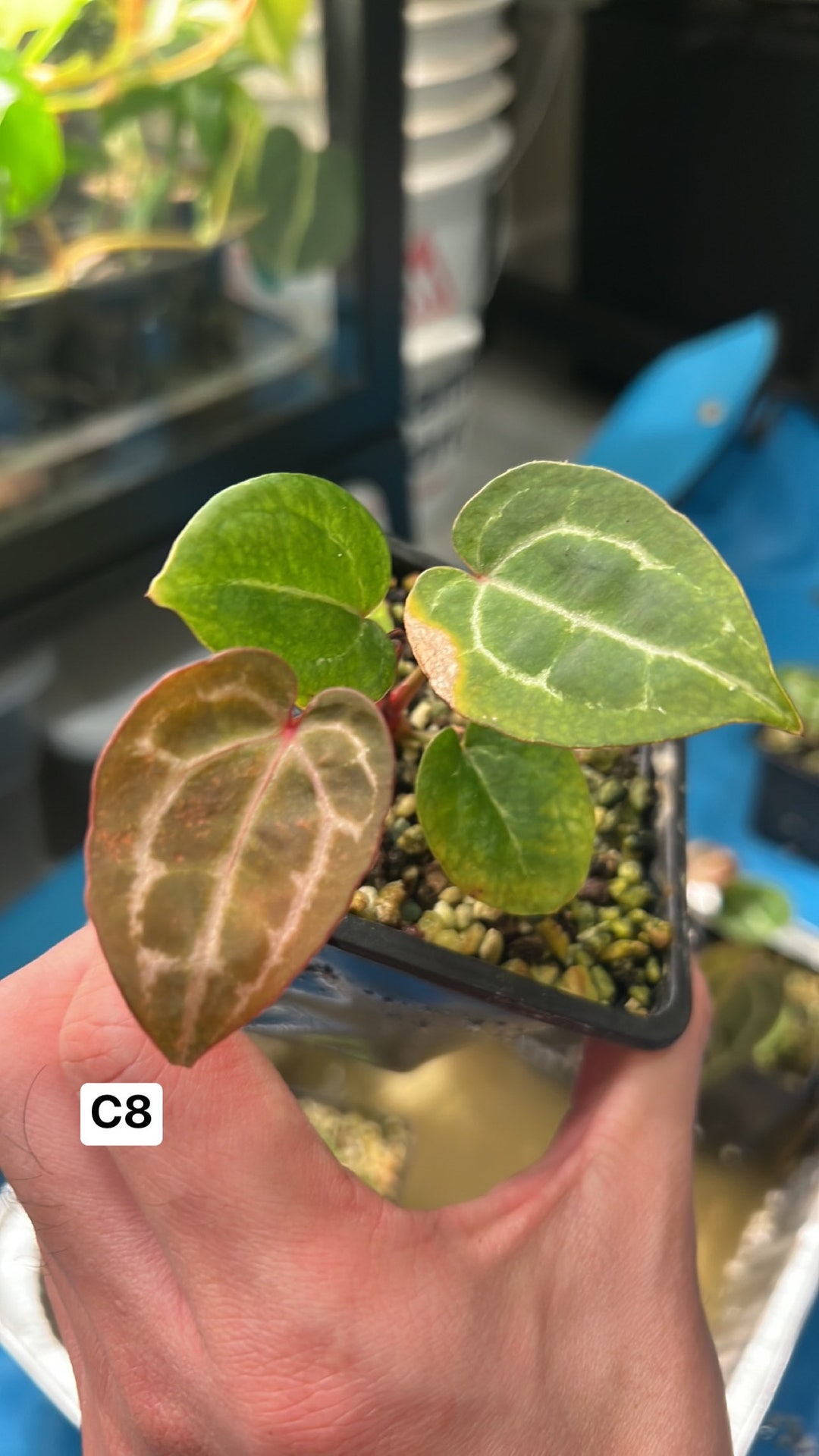 Red Crystal Mag X Zara X Michelle Anthurium Seedlings rooted Etsy