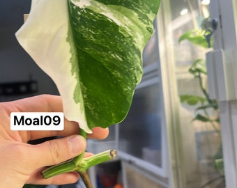 Monstera Albo Borsigiana mid cutting (rooted and sprouting) (US Seller) (@MoAl09)