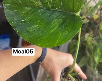 Monstera Albo Borsigiana mid cutting (rooted and sprouting) (US Seller) (#MoAl05)