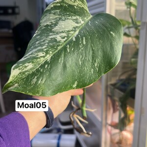 Monstera Albo Borsigiana mid cutting rooted and sprouting US Seller MoAl05 image 1