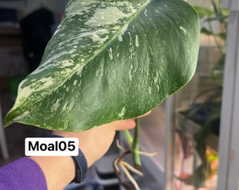 Monstera Albo Borsigiana mid cutting (rooted and sprouting) (US Seller) (@MoAl05)