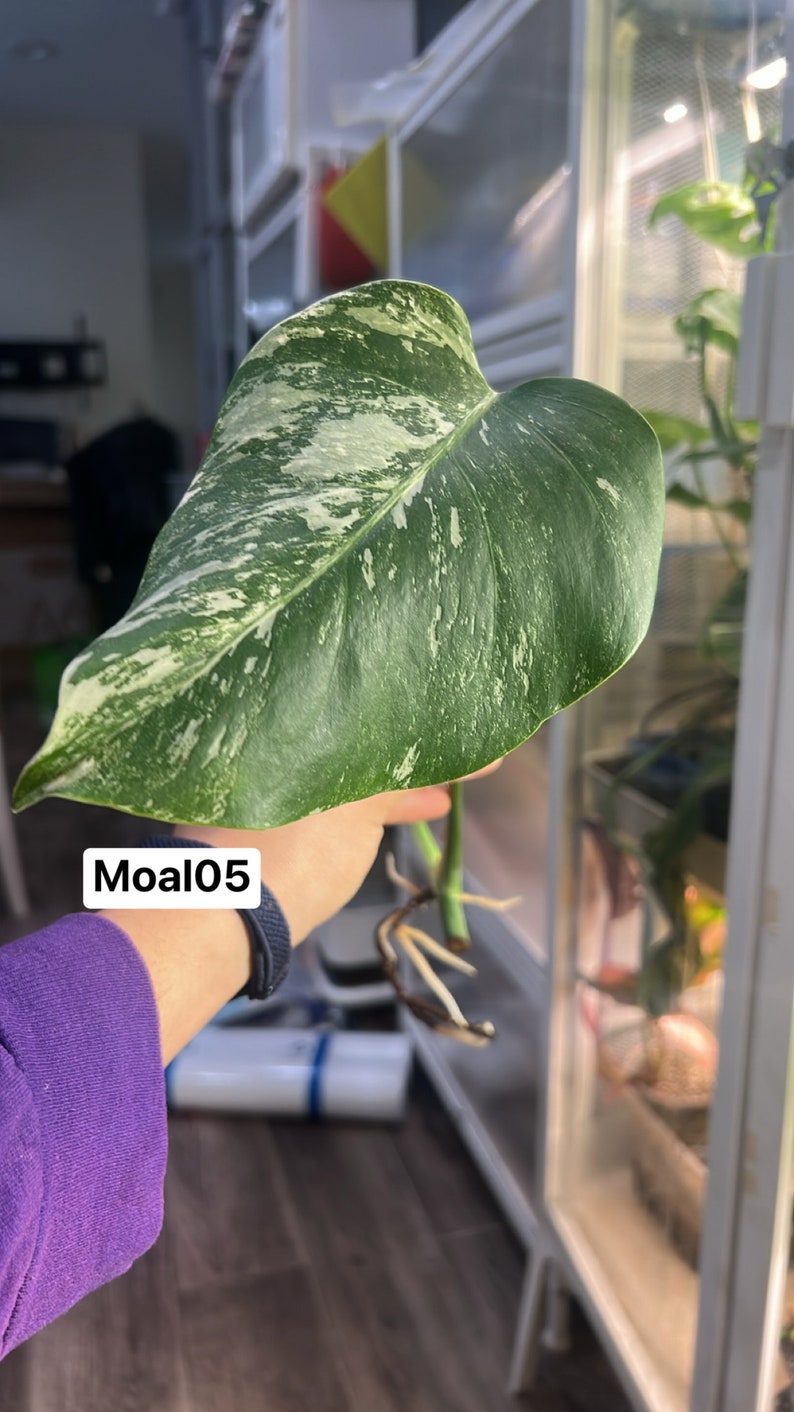 Monstera Albo Borsigiana mid cutting rooted and sprouting US Seller MoAl05 image 1