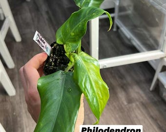 Variegated Philodendron Domesticum  (Rooted and Actively Growing) (US Seller)  -Philodendrondomesticum0002