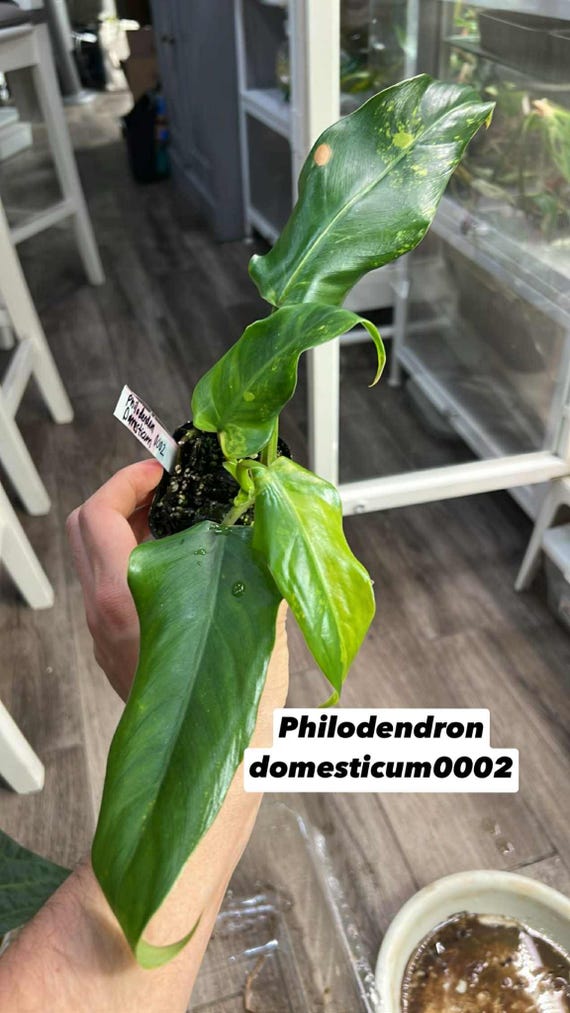 Variegated Philodendron Domesticum (rooted and Actively Growing) (US  Seller) -philodendrondomesticum0002 - Etsy