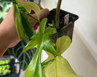 Beautiful and Highly Variegated Florida Beauty (Rooted and Actively Growing) (US Seller) +FloBeau00010